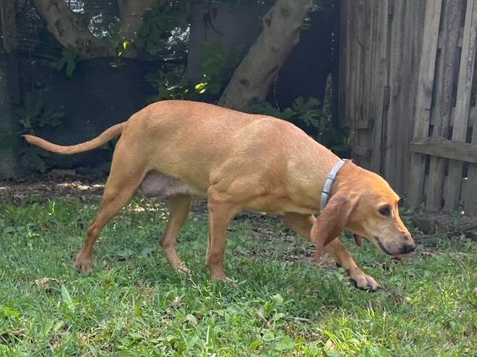 Adotta un cane, femmina, 4 anni e 10 mesi, Verona