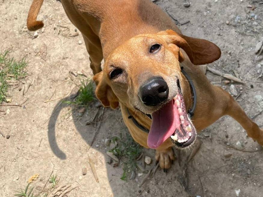 Adotta un cane, taglia media, femmina, Verona