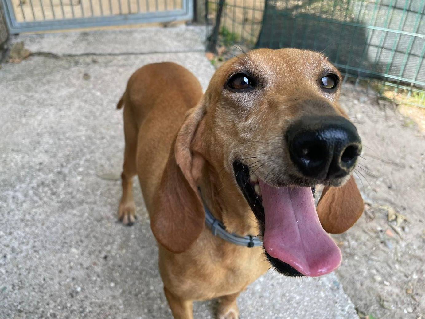 Vuoi adottare un cane a Verona?