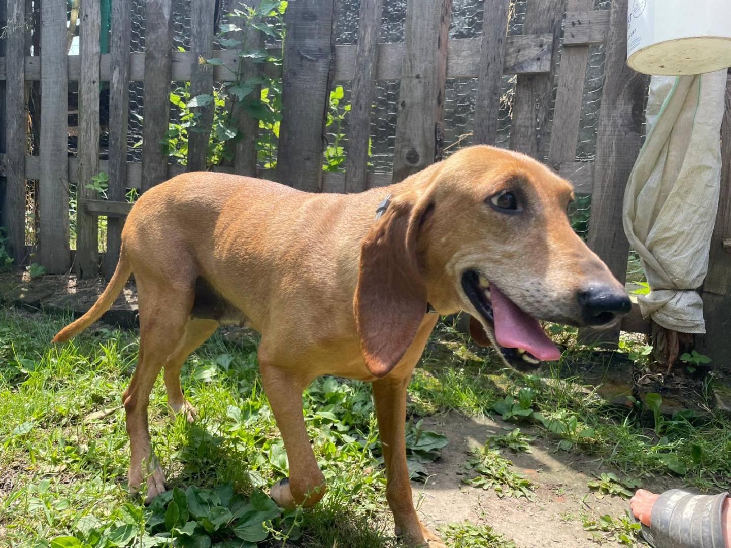 Adotta il cane LEA a Verona