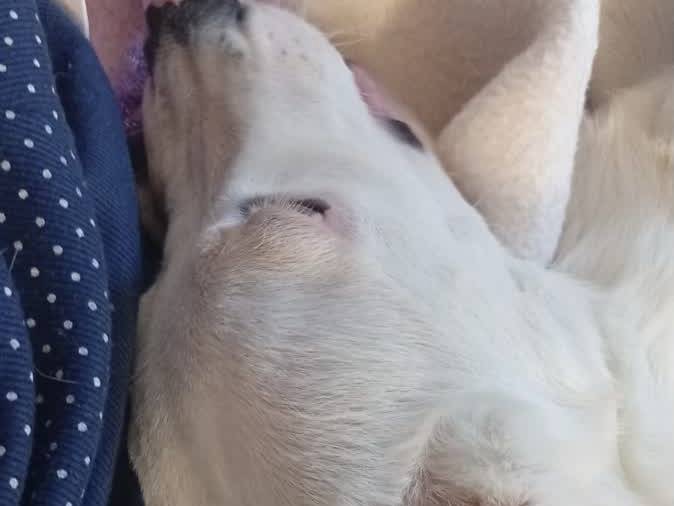 Adozione cane, femmina, Razza sconosciuta Razza sconosciuta, 5 mesi, taglia media, Padova