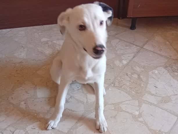Adotta un cane, femmina, 5 mesi, Padova