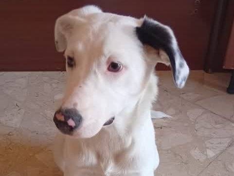 Adotta un cane, taglia media, femmina, Padova