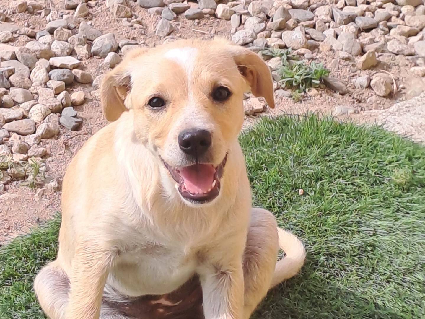 Adozione cane, femmina, Razza sconosciuta Razza sconosciuta, 3 mesi, taglia media, Crotone