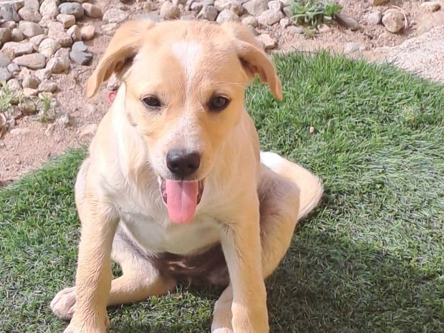 Vuoi adottare un cane a Crotone?