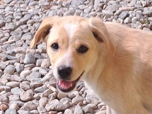 Adotta un cane, taglia media, femmina, Crotone