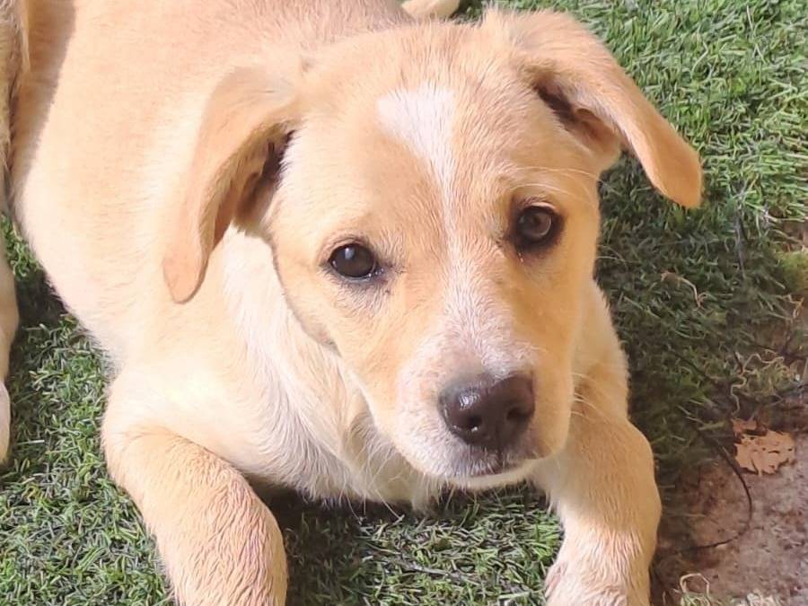 Adotta un cane, femmina, 3 mesi, Crotone