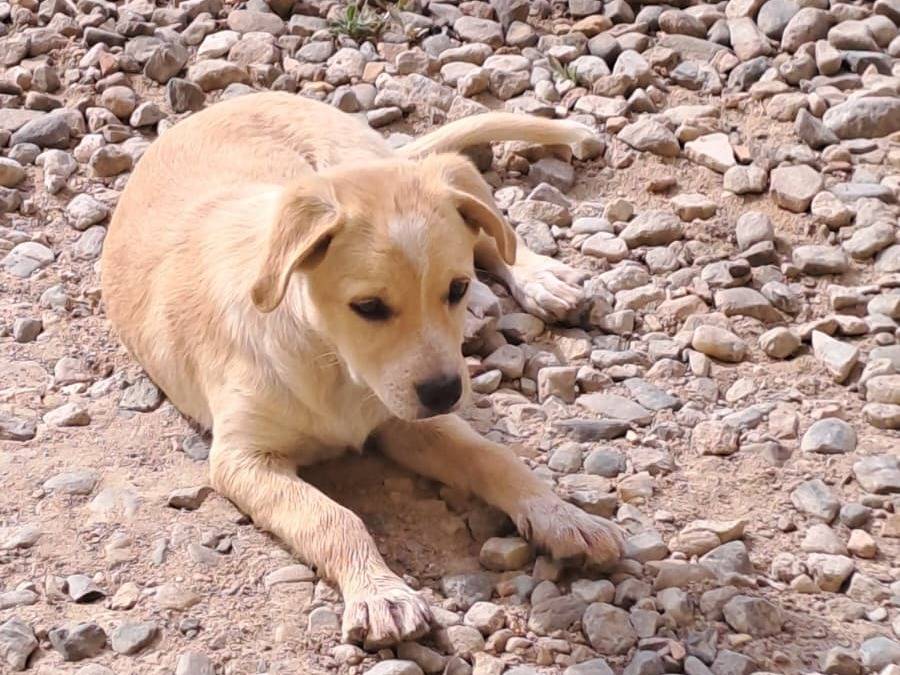 Adotta il cane Mirtilla a Crotone
