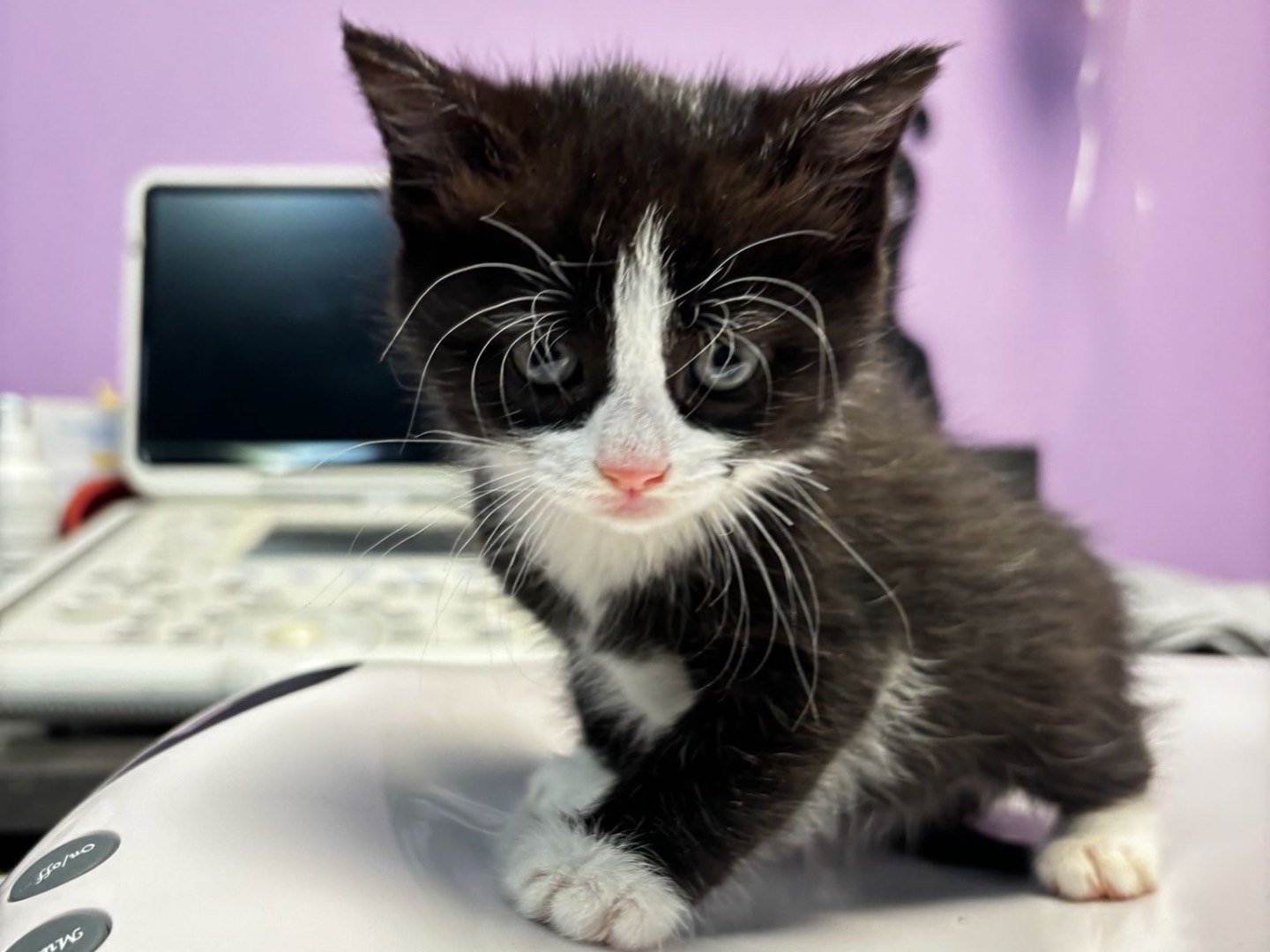 Adozione gatto, femmina, Razza sconosciuta Razza sconosciuta, 2 mesi, taglia non valida, Roma