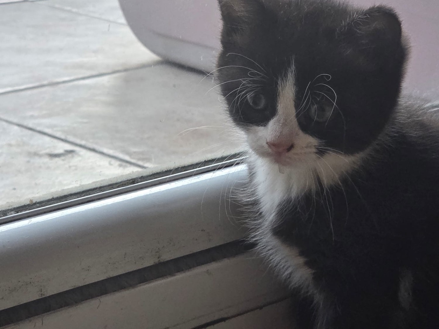 Adotta un gatto, femmina, 2 mesi, Roma