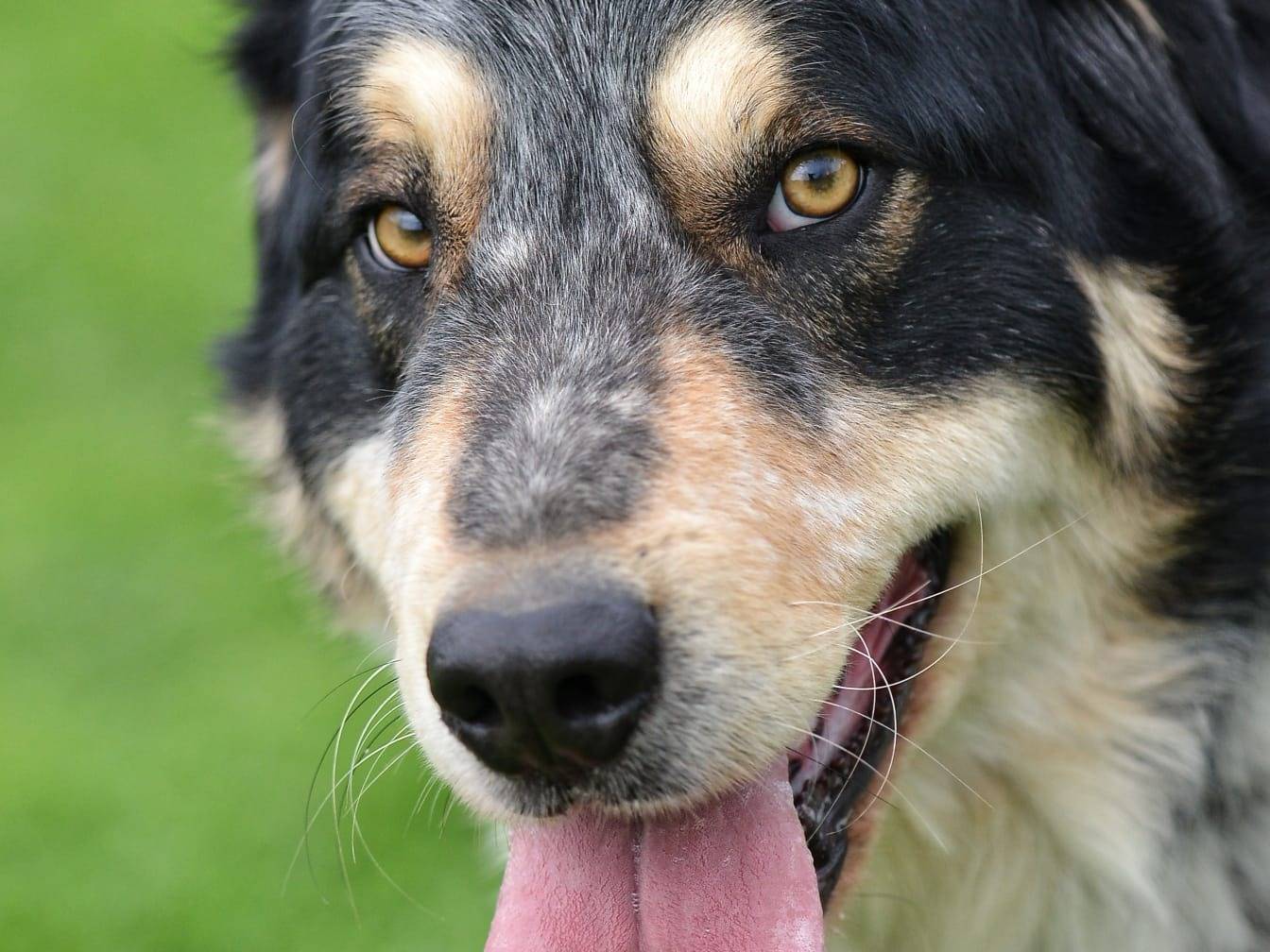 Adozione cane, maschio, Pastore maremmano Razza sconosciuta, 4 anni e 1 mese, taglia grande, Roma