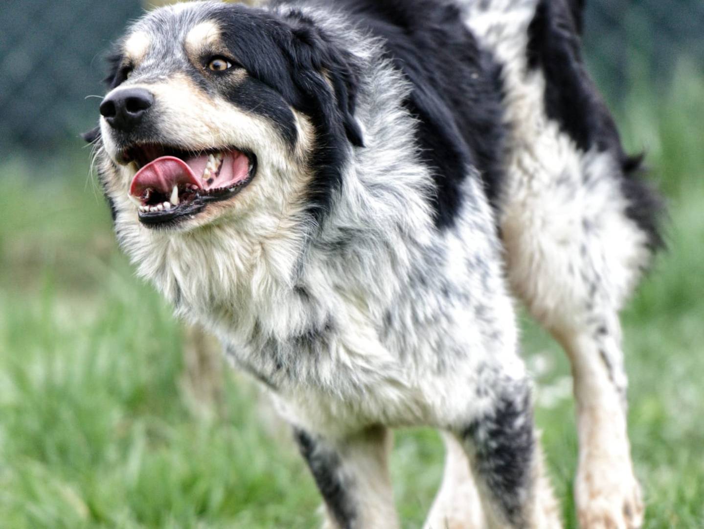 Adotta un cane, taglia grande, maschio, Roma
