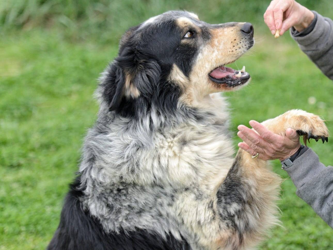 Vuoi adottare un cane a Roma?