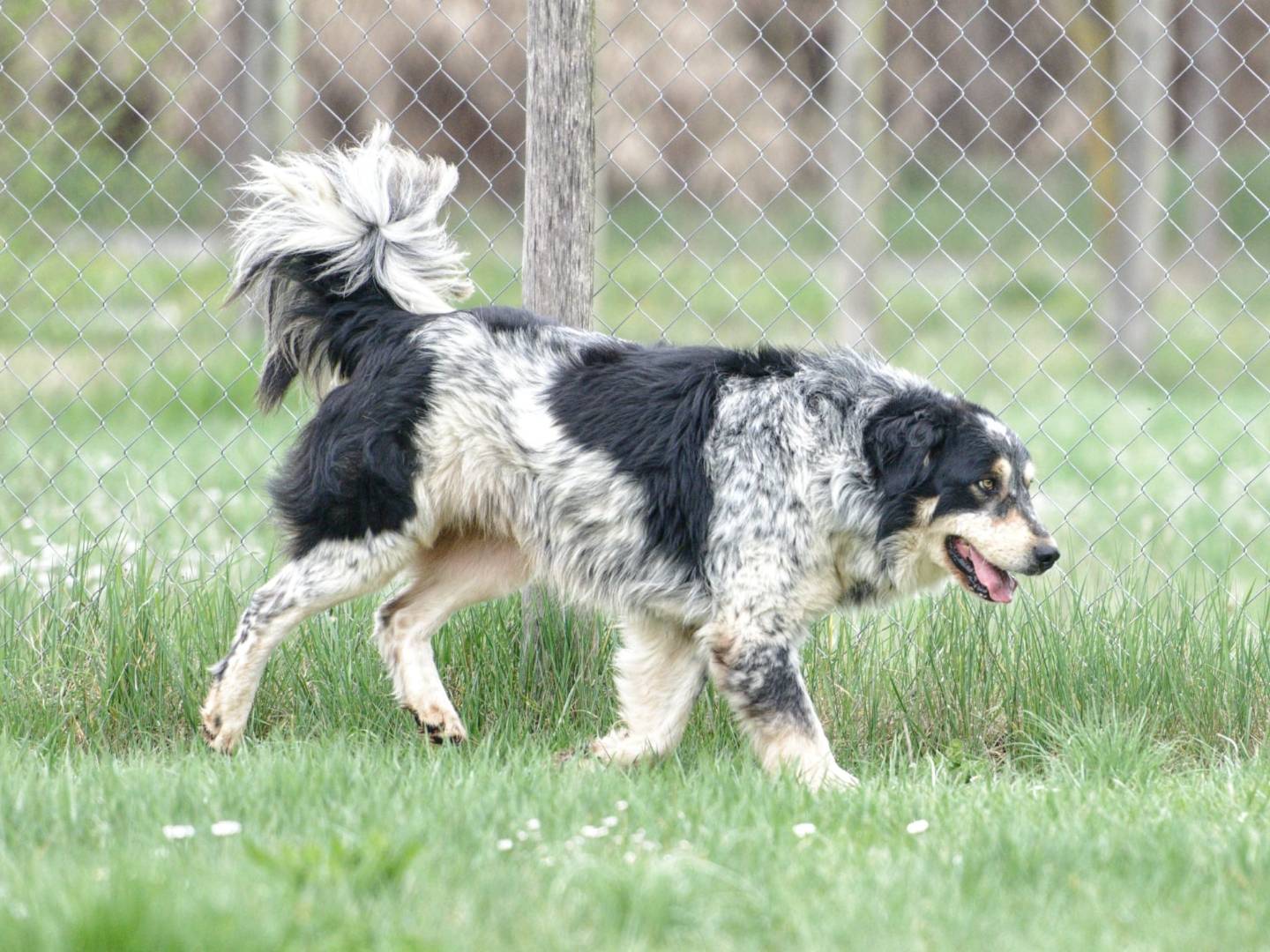 Adotta il cane Gino a Roma