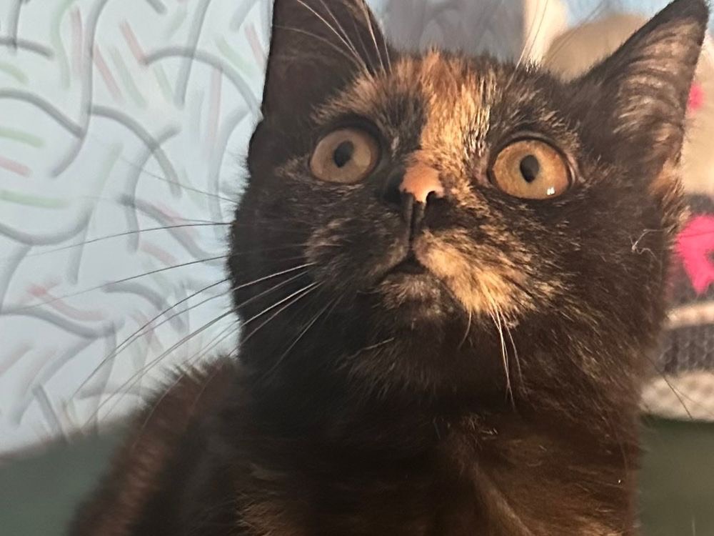 Adotta un gatto, femmina, 1 anno e 4 mesi, Siracusa