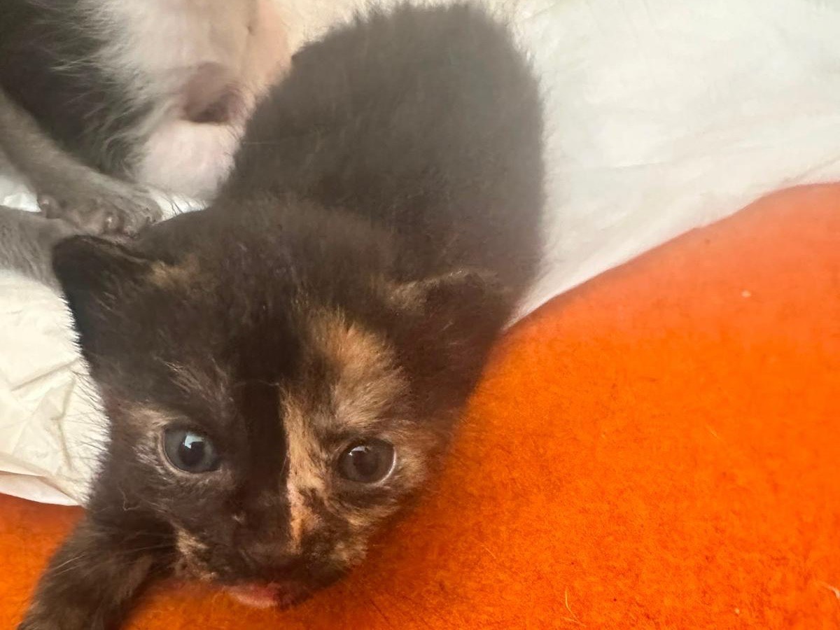 Adotta un gatto, taglia non valida, femmina, Siracusa