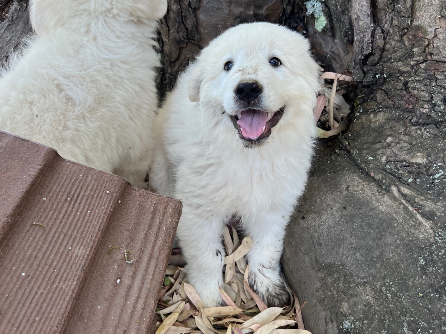 Adotta il cane Enea a Roma