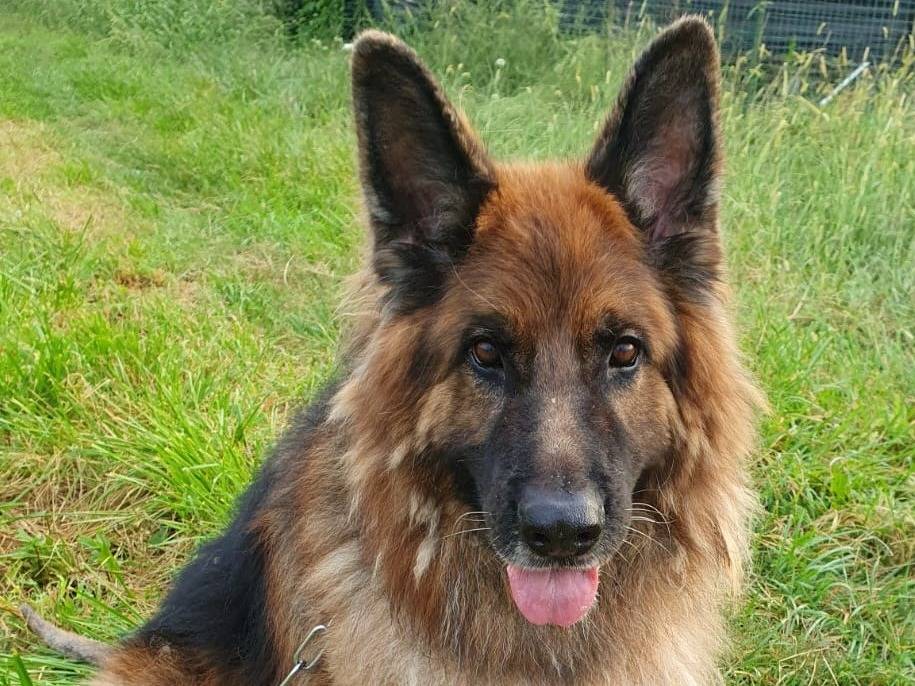Adozione cane, maschio, Razza sconosciuta Razza sconosciuta, 11 anni e 2 mesi, taglia gigante, Lecco