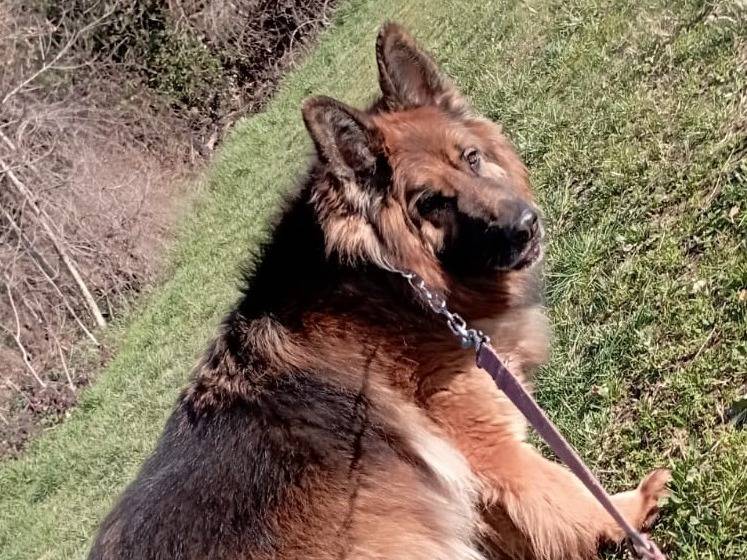Vuoi adottare un cane a Lecco?