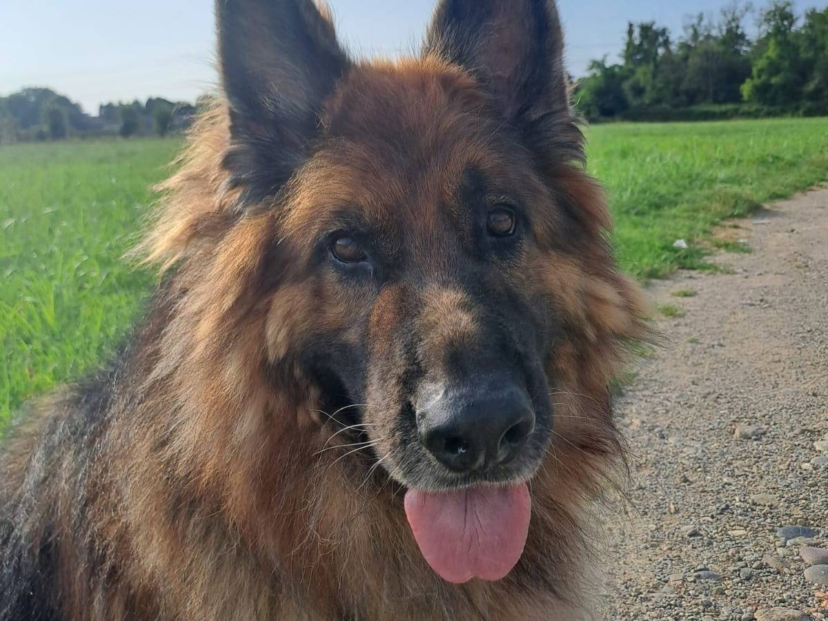 Adotta il cane Maxx a Lecco