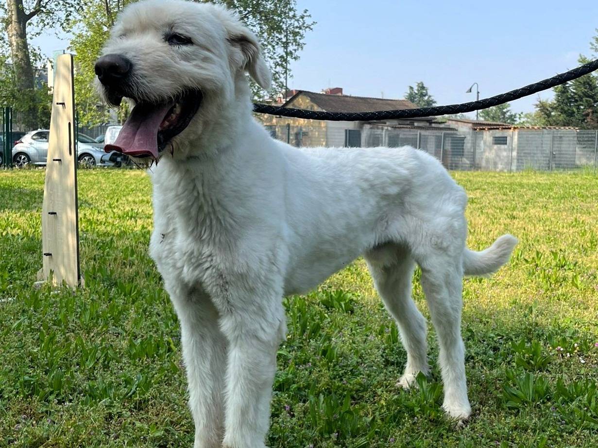 Vuoi adottare un cane a Milano?