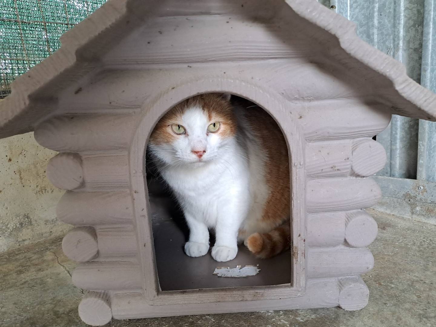 Adotta un gatto, femmina, 3 anni e 5 mesi, La