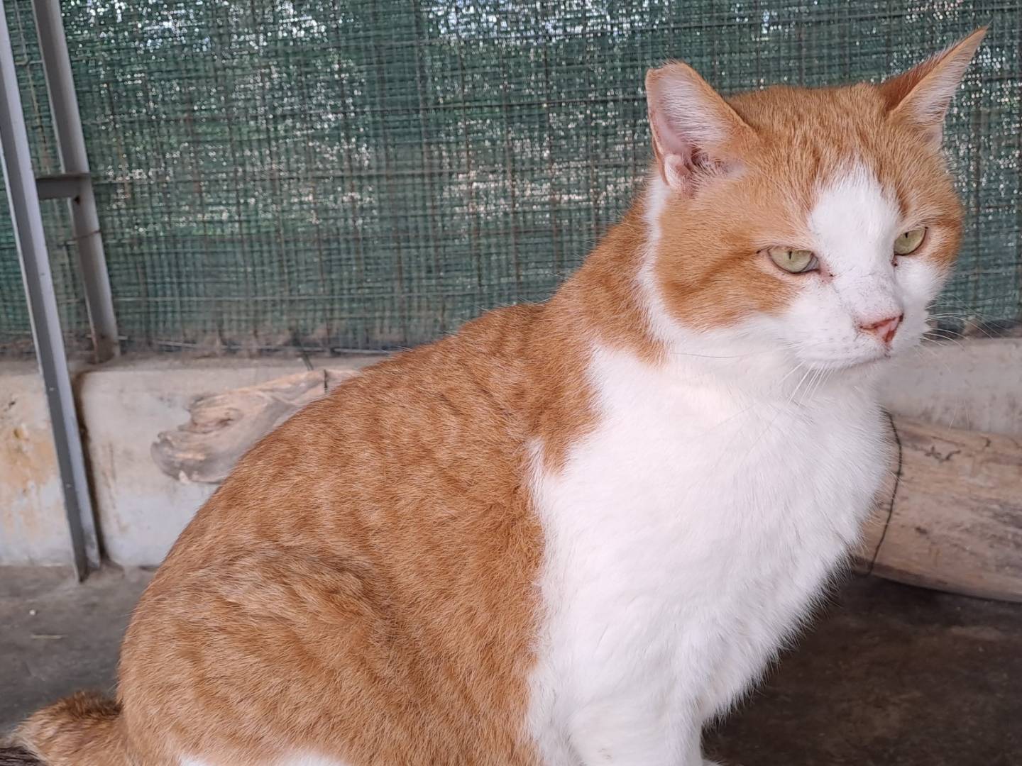 Vuoi adottare un gatto a La?