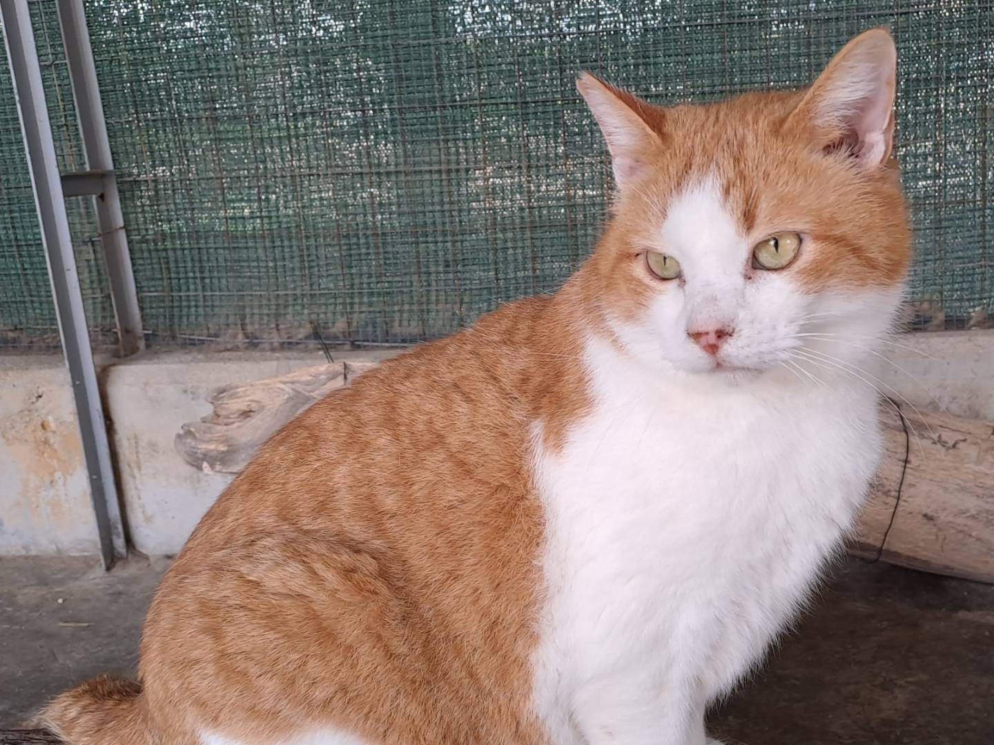 Adotta il gatto Kiwi a La