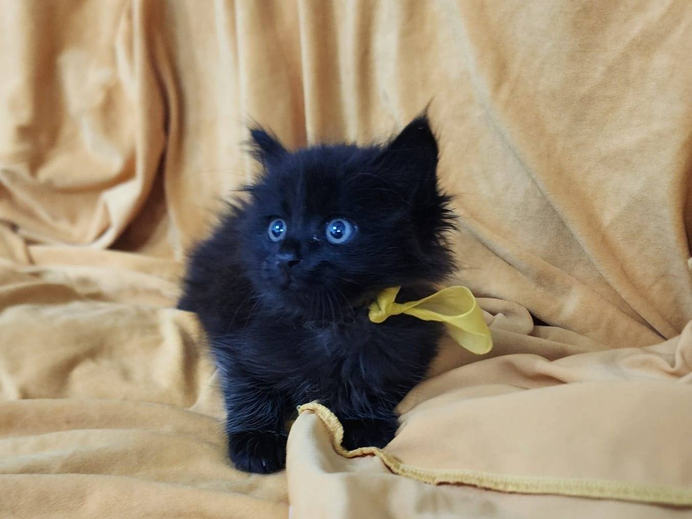 Adozione gatto, maschio, Razza sconosciuta Razza sconosciuta, 2 mesi, taglia non valida, Parma