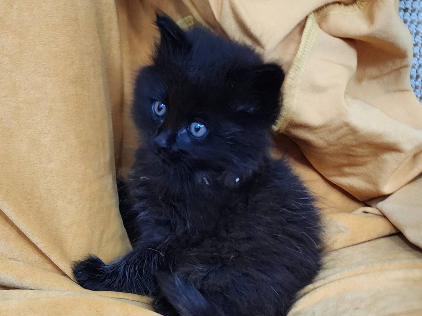 Adotta un gatto, maschio, 2 mesi, Parma