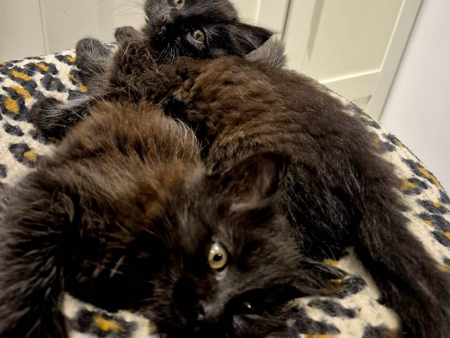 Adotta un gatto, taglia non valida, maschio, Parma