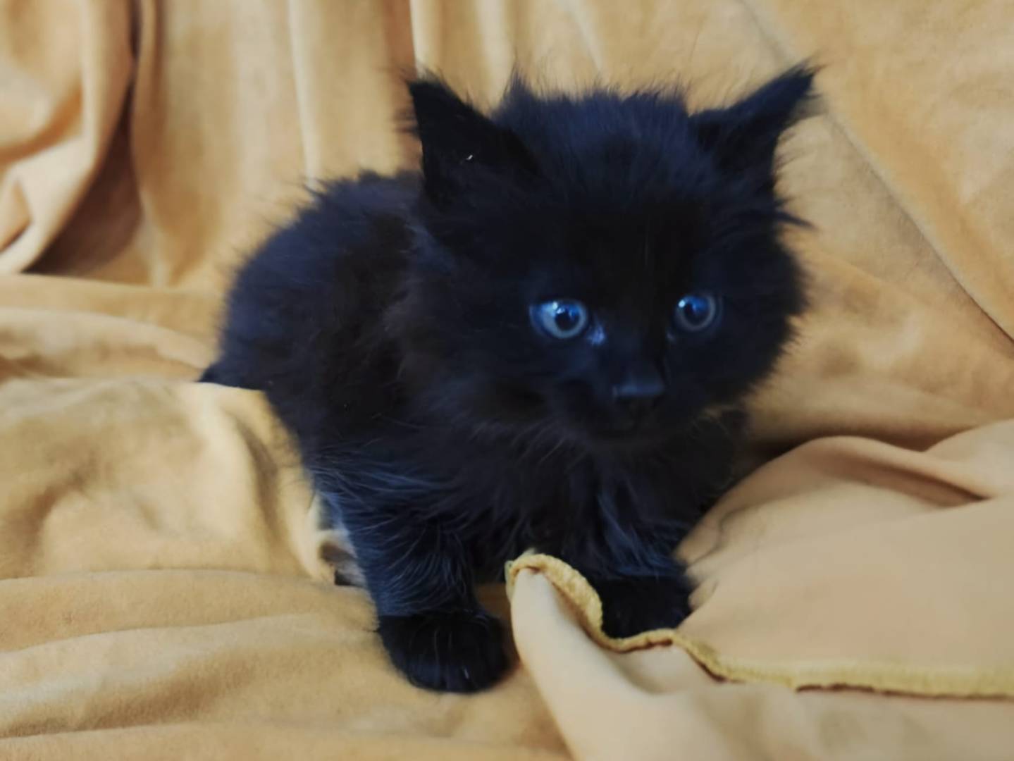 Vuoi adottare un gatto a Parma?