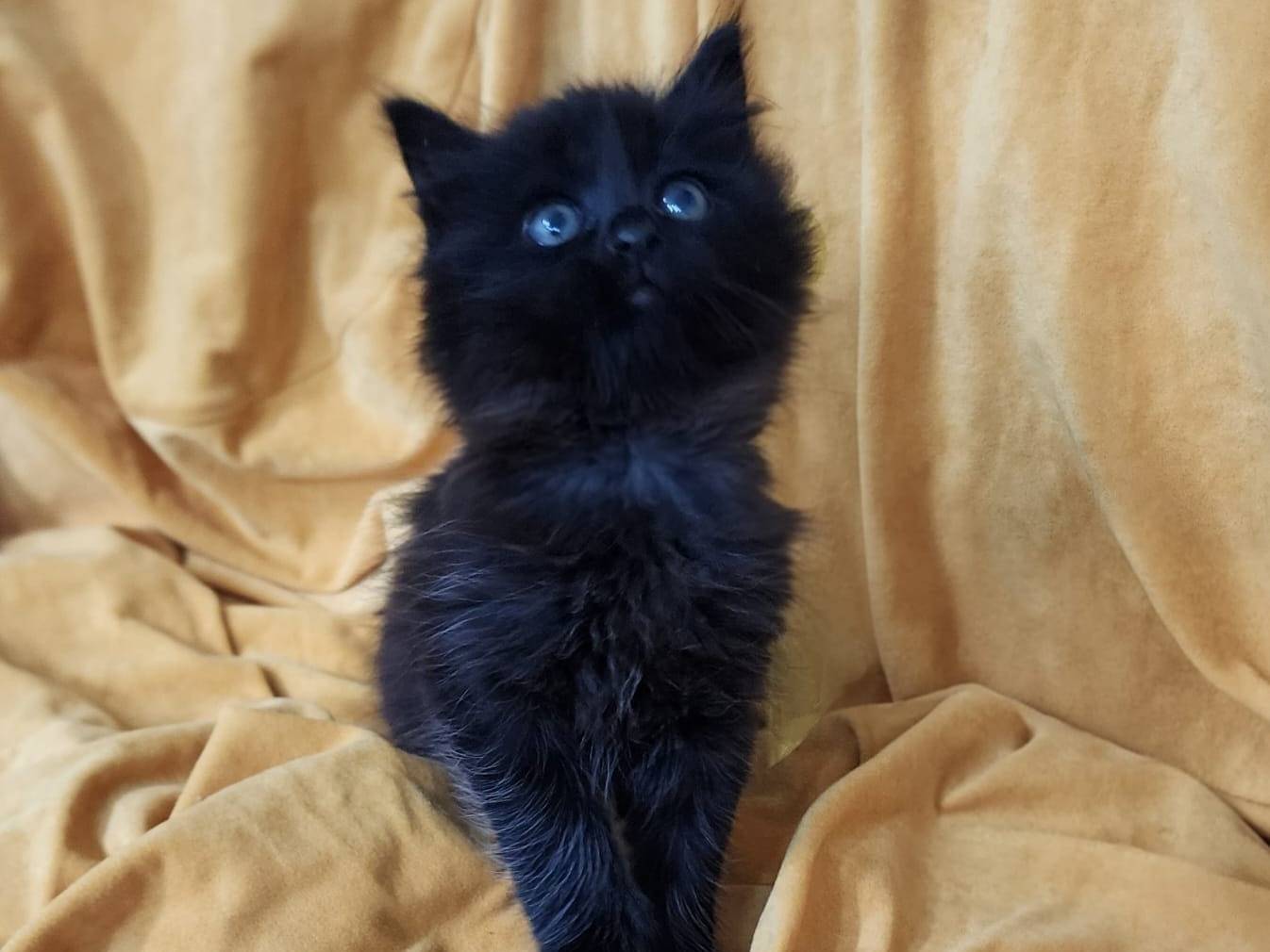 Adozione gatto, maschio, Razza sconosciuta Razza sconosciuta, 2 mesi, taglia non valida, Parma