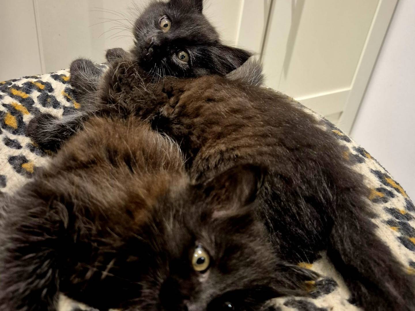 Adotta un gatto, maschio, 2 mesi, Parma