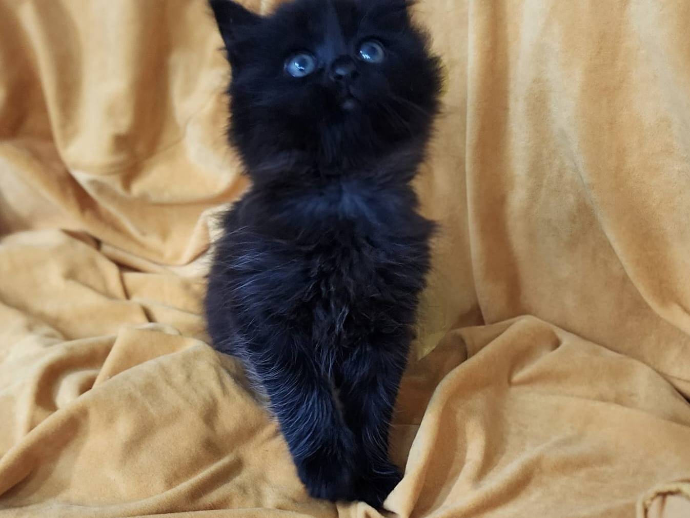Adotta un gatto, taglia non valida, maschio, Parma