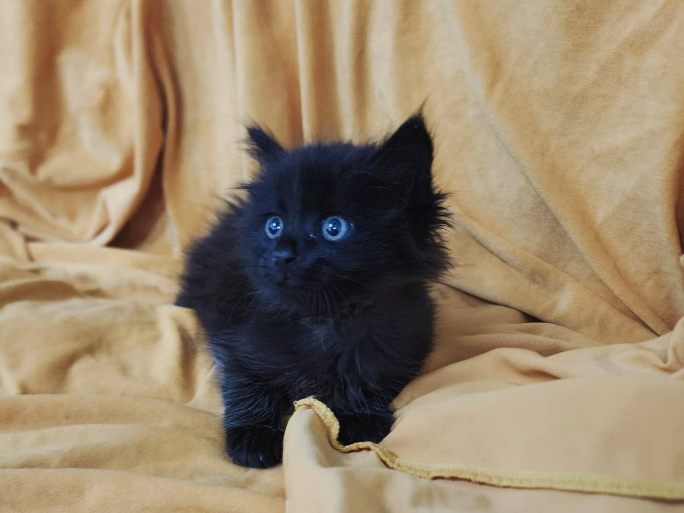 Vuoi adottare un gatto a Parma?