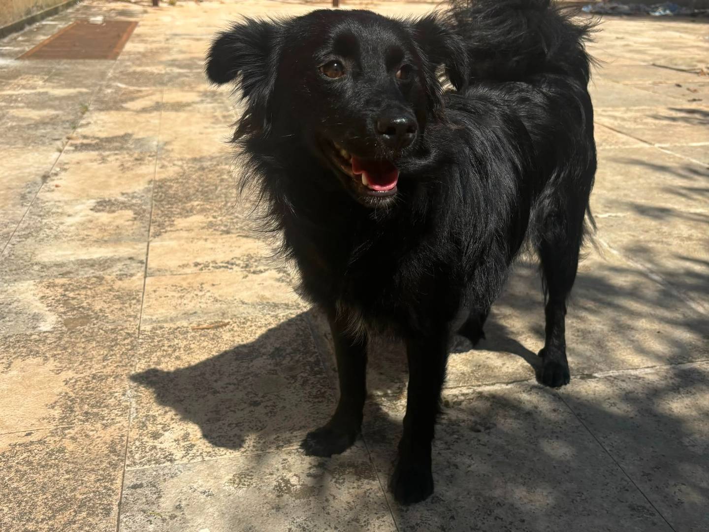 Adozione cane, maschio, Volpino di Pomerania Razza sconosciuta, 1 anno e 9 mesi, taglia piccola, Bari