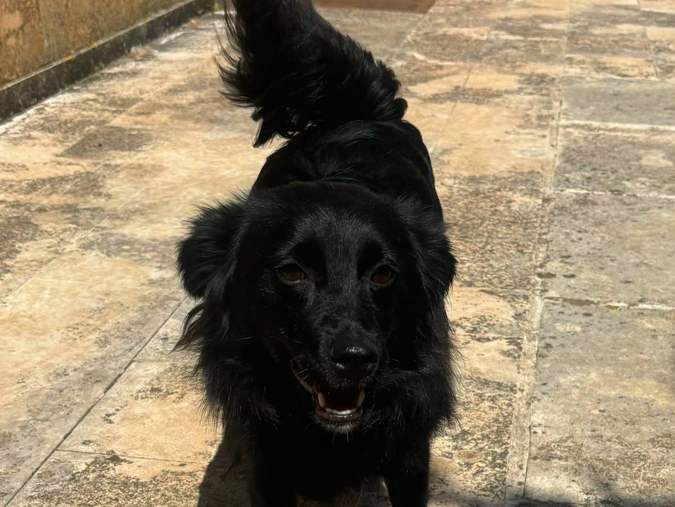 Adotta un cane, maschio, 1 anno e 9 mesi, Bari