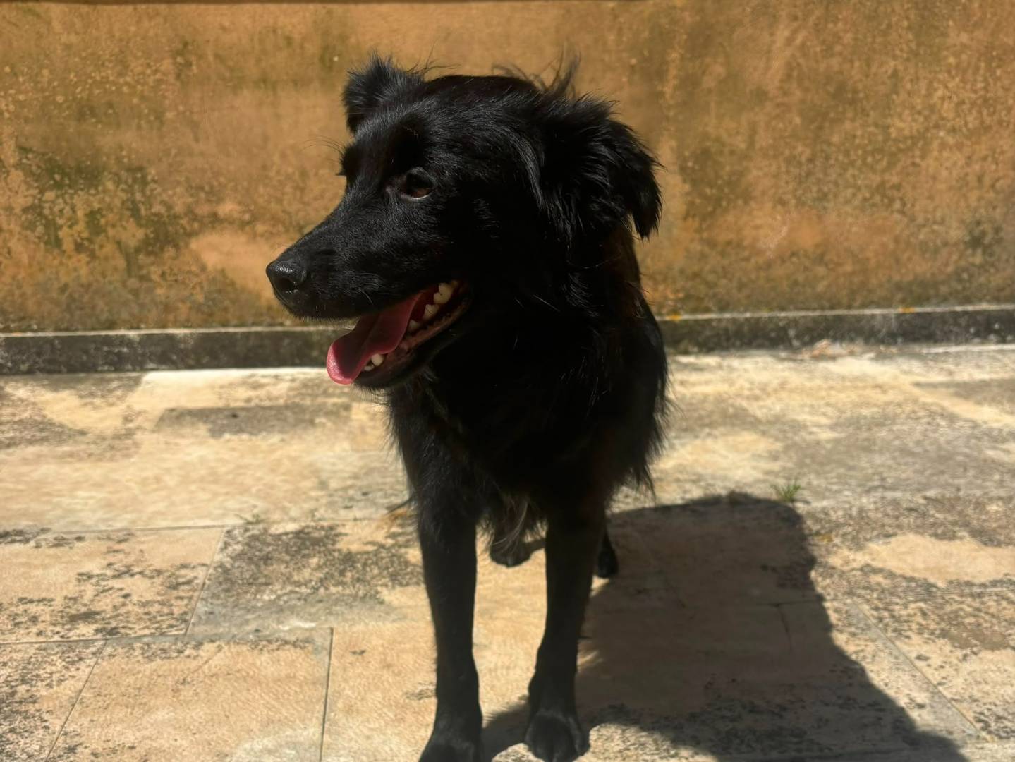 Adotta un cane, taglia piccola, maschio, Bari