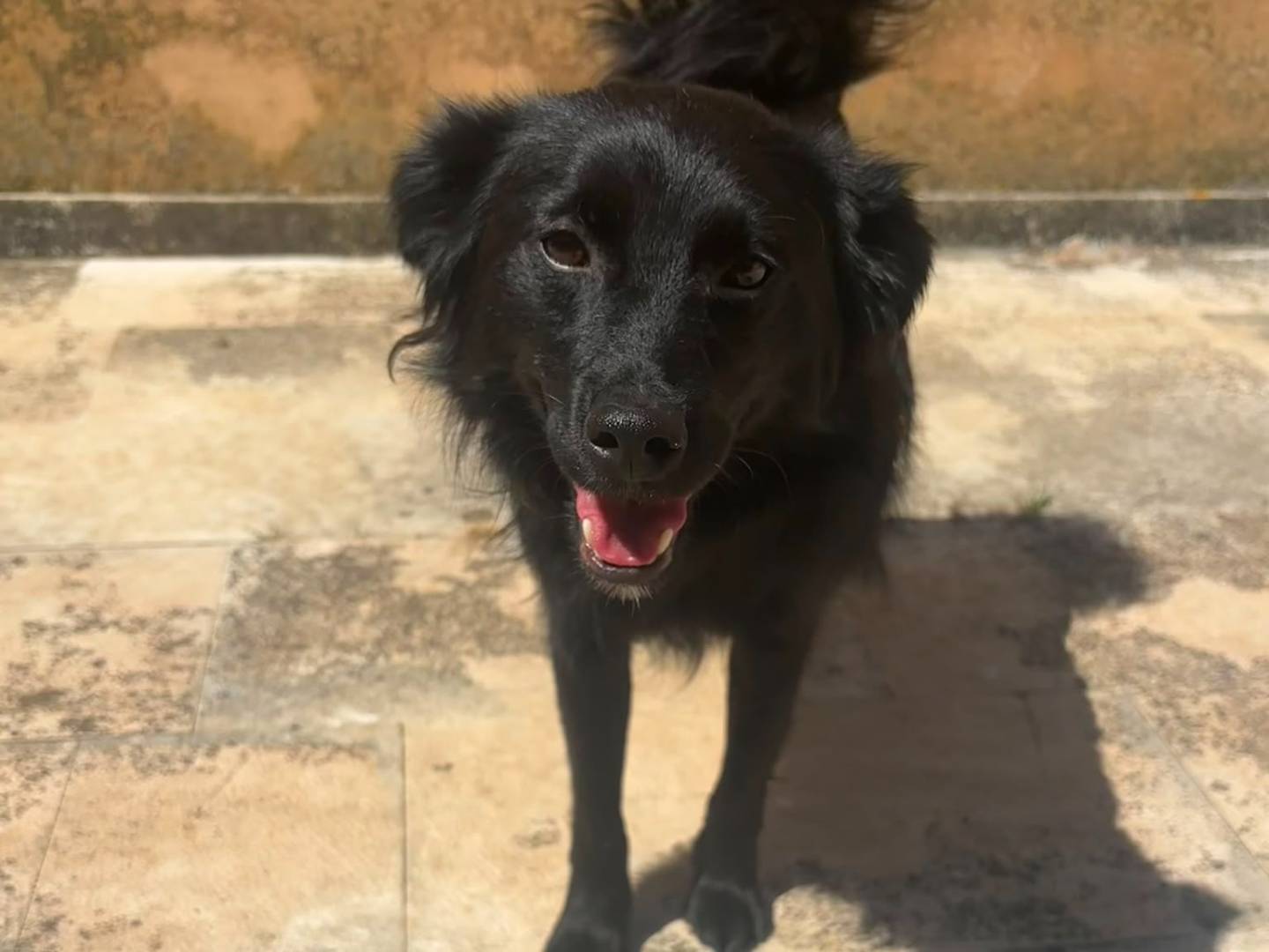 Vuoi adottare un cane a Bari?