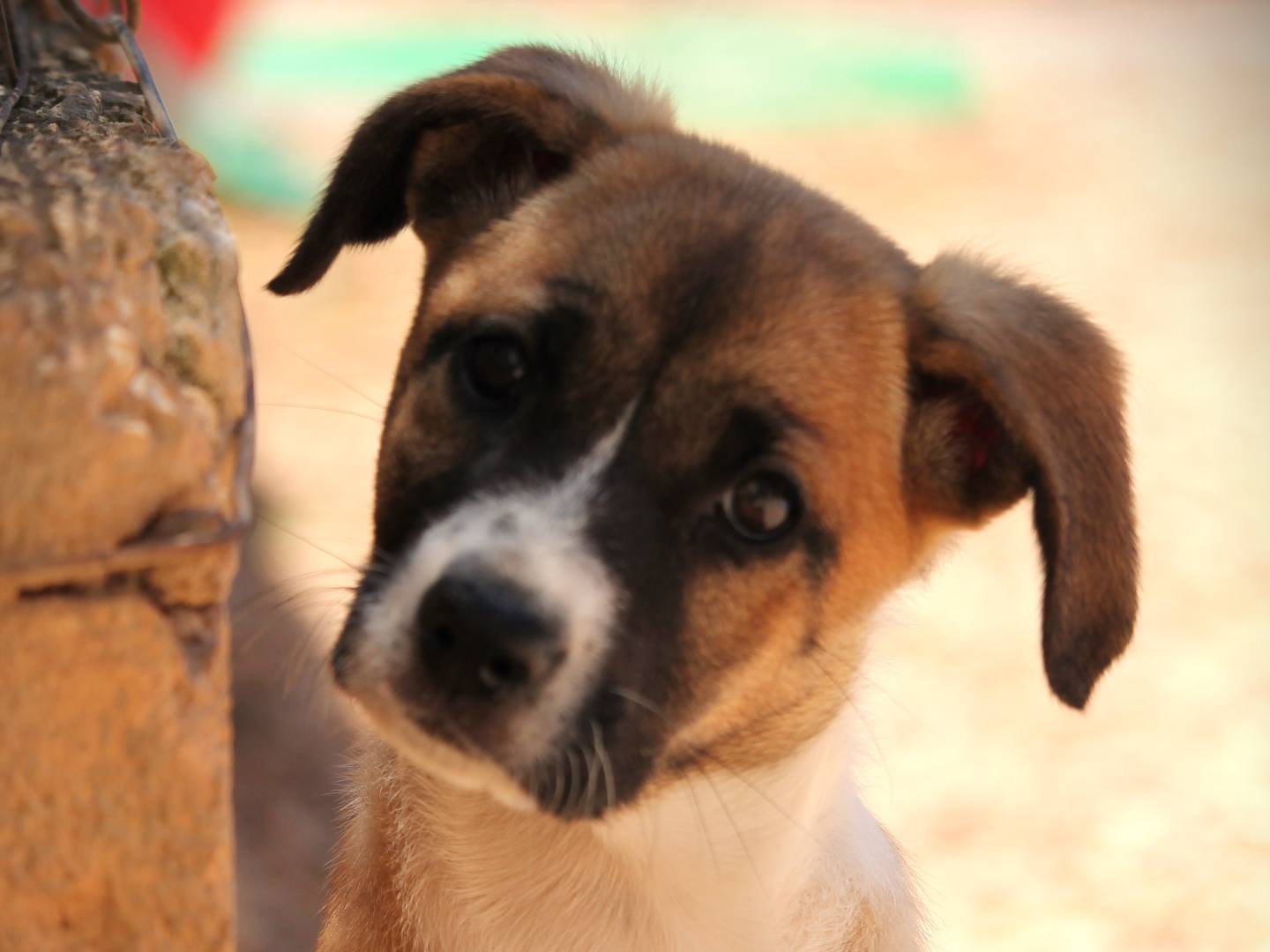 Adotta un cane, femmina, 2 mesi, Lecce