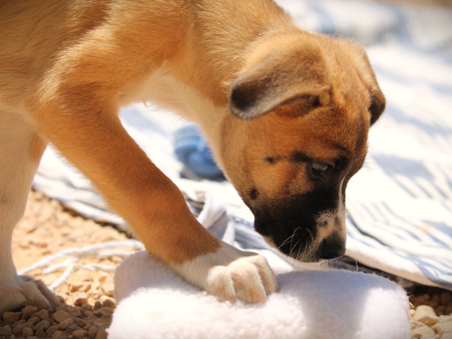Vuoi adottare un cane a Lecce?