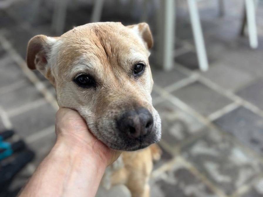 Adozione cane, femmina, Razza sconosciuta Razza sconosciuta, 15 anni e 5 mesi, taglia media, Milano