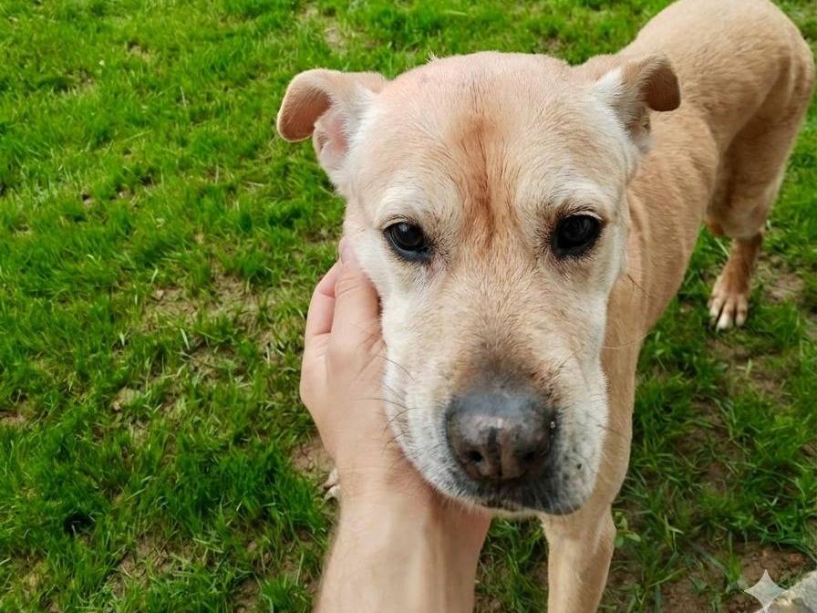 Adotta un cane, femmina, 15 anni e 5 mesi, Milano