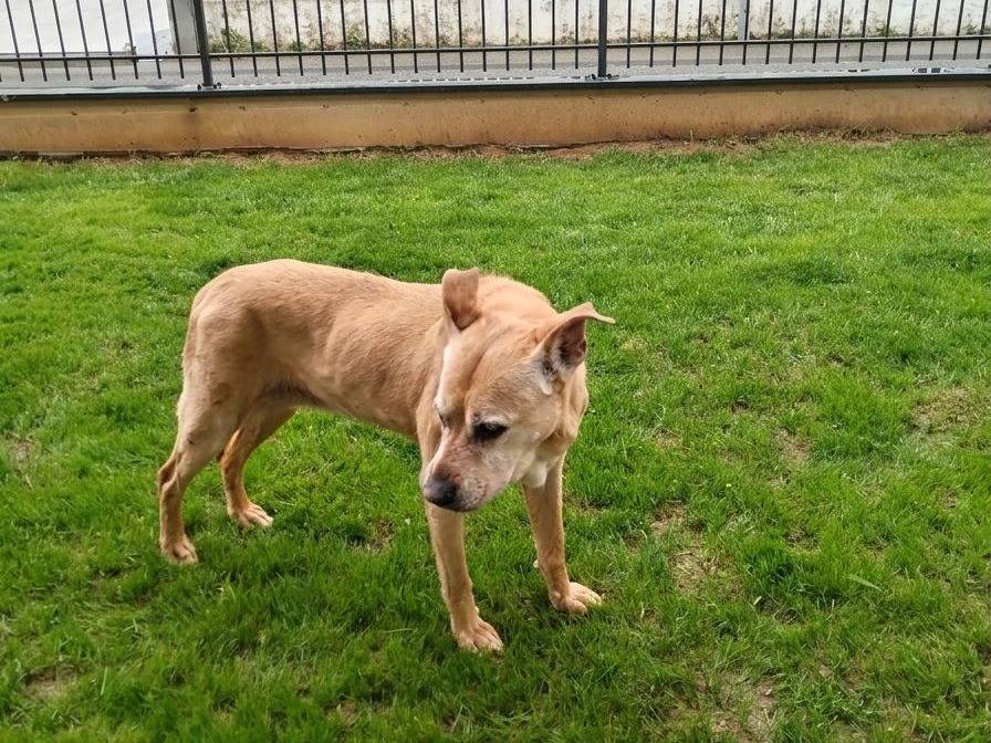 Adotta un cane, taglia media, femmina, Milano