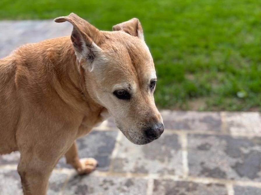 Vuoi adottare un cane a Milano?