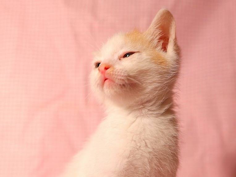 Adotta un gatto, femmina, 1 mesi, Brescia