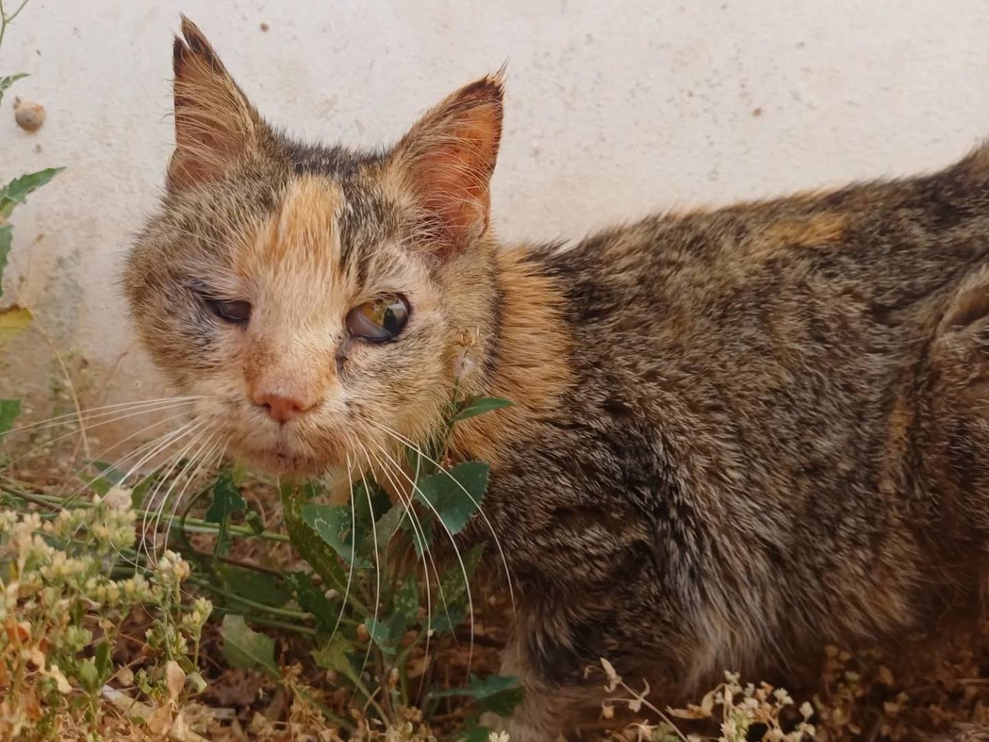 Adozione gatto, femmina, Razza sconosciuta Razza sconosciuta, 5 anni e 5 mesi, taglia non valida, Lecce