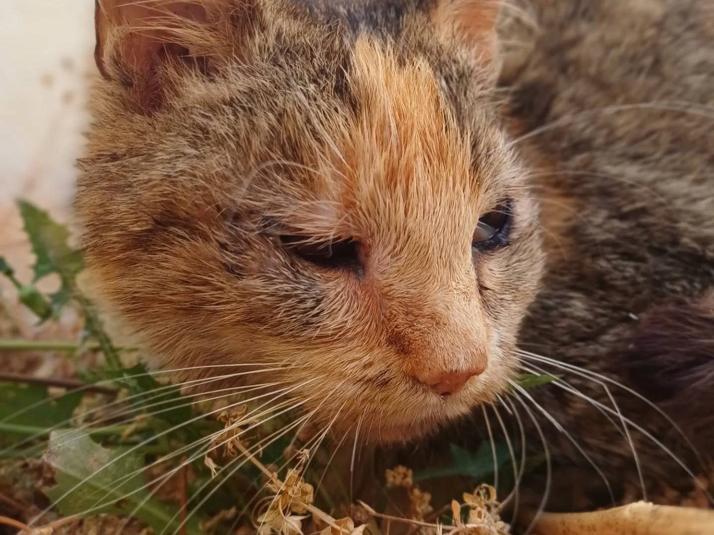 Adotta un gatto, femmina, 5 anni e 5 mesi, Lecce
