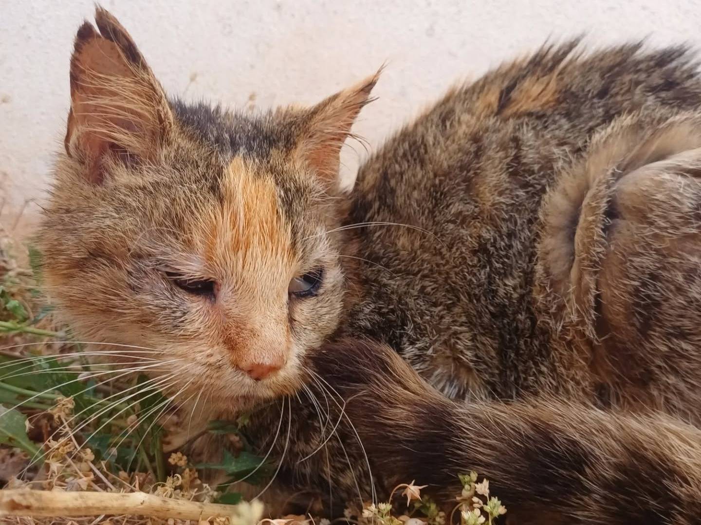 Adotta un gatto, taglia non valida, femmina, Lecce